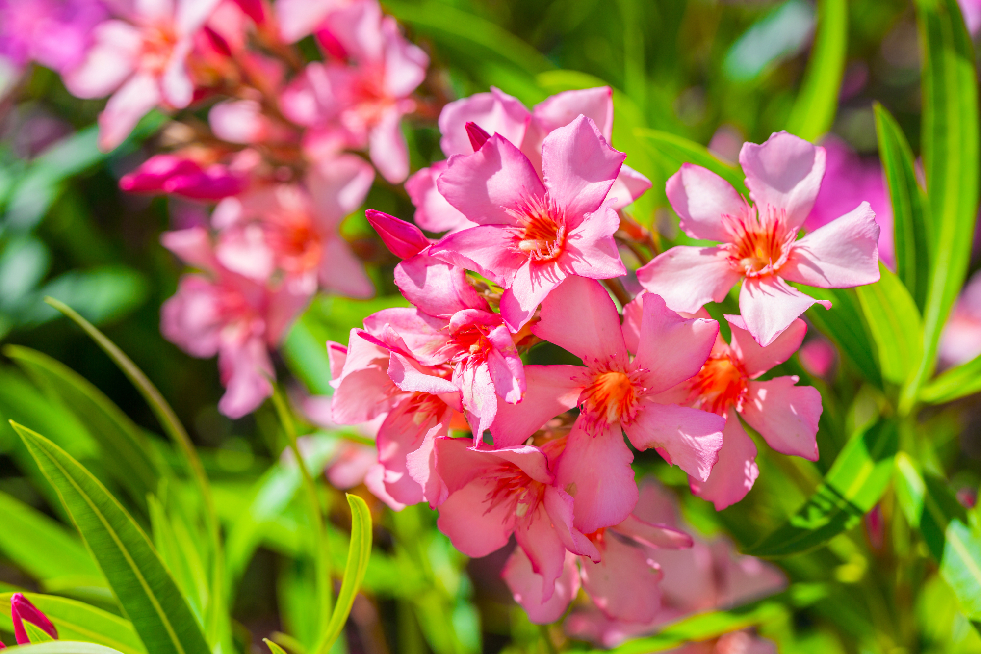 Oleander je lahko lepa okrasna grmovnica