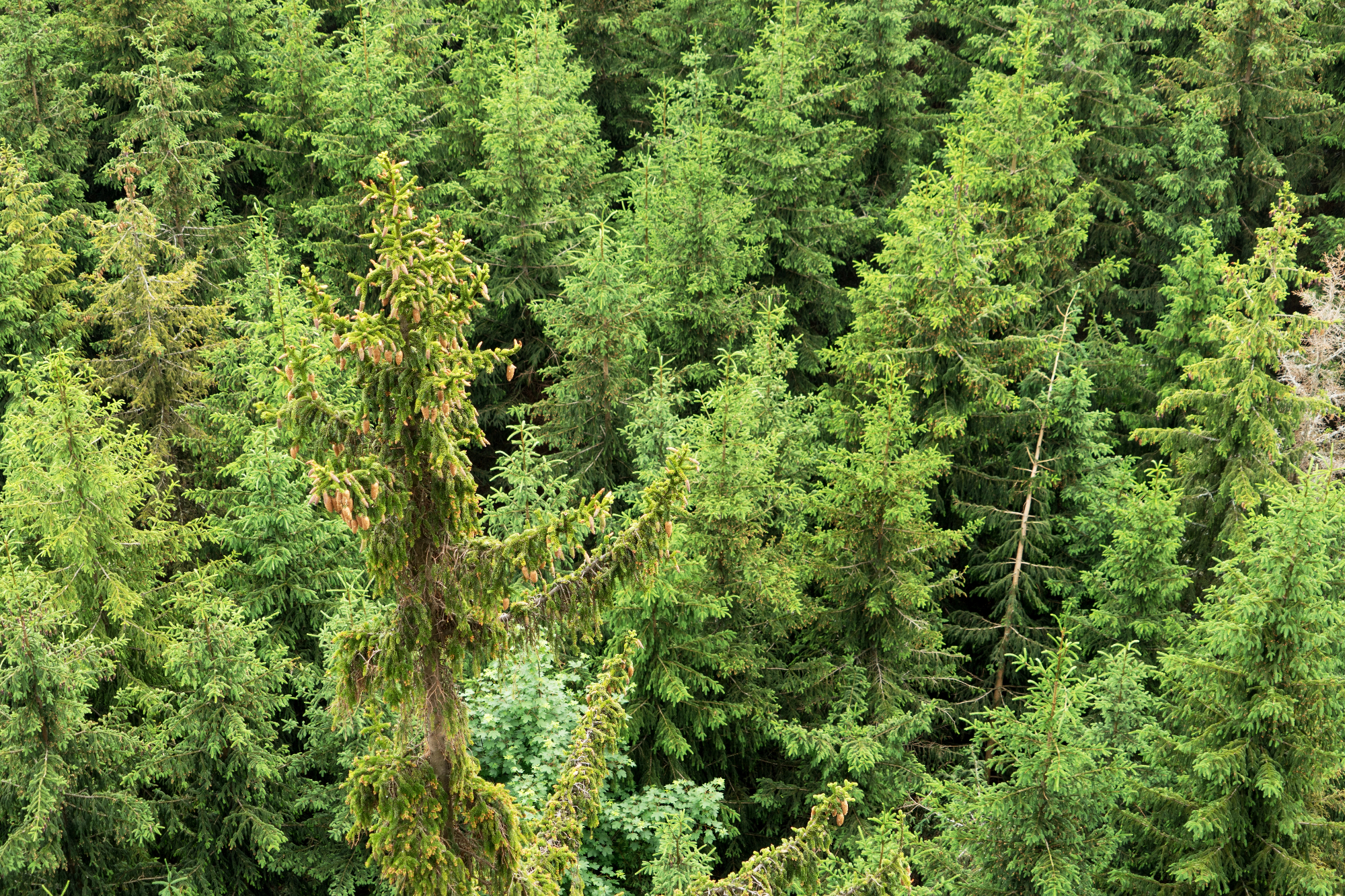 Iglavci v domačem okolju
